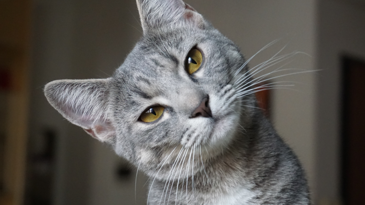 Gato estranho no quintal de casa, situação em que o Afasta Gato é indicado.