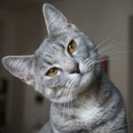 Gato estranho no quintal de casa, situação em que o Afasta Gato é indicado.