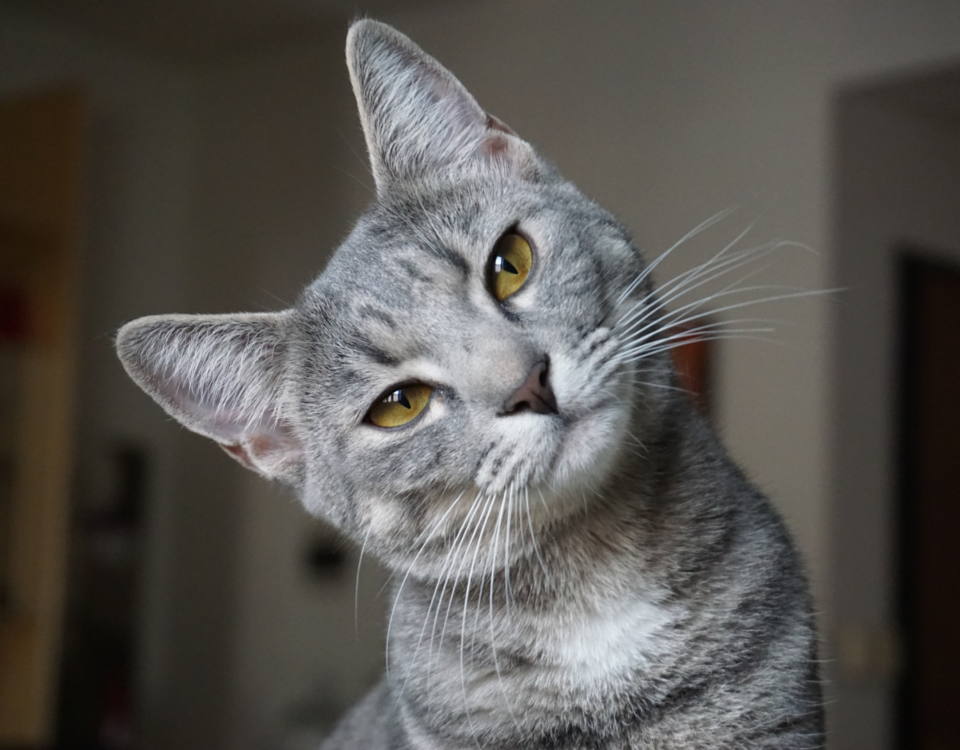 Gato estranho no quintal de casa, situação em que o Afasta Gato é indicado.